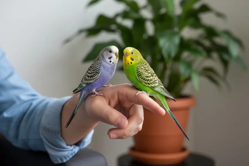 Deux perruches ondulées, une mauve et une verte, perchées sur la main d'un homme.