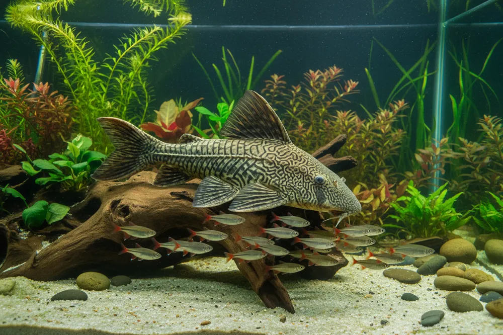 Pleco adulte à grande nageoire dorsale posé sur une racine dans un vaste aquarium, entouré de petits poissons.