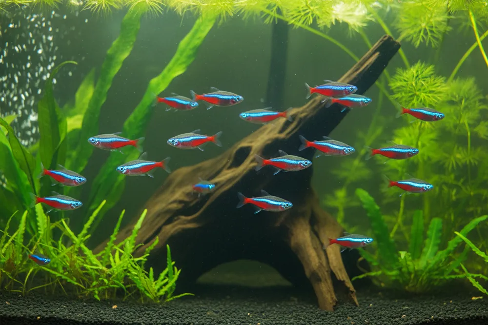 Banc de poissons néon bleus dans un aquarium planté à éclairage tamisé