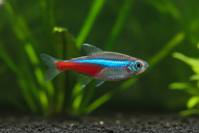 Le finnois de Laponie n'est pas un chien de traîneau 4 Poisson néon bleu de profil, bande rouge limitée à l'arrière du corps