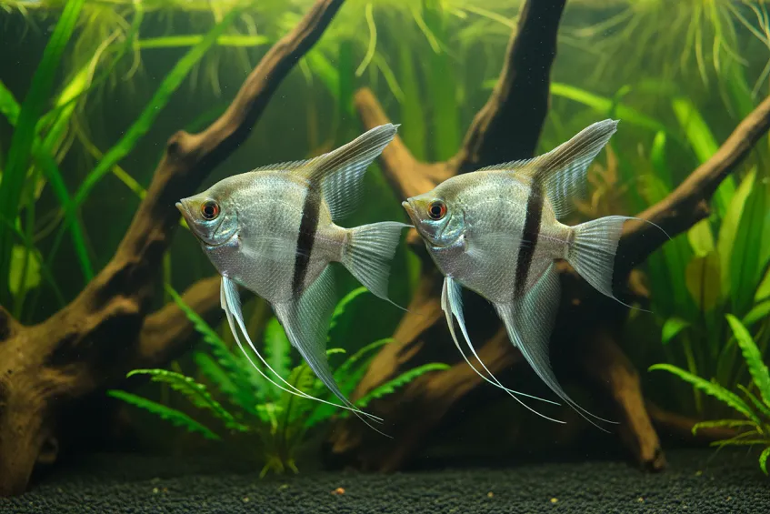 L'animal le plus rapide du monde 3 Couple de poissons scalaires argentés dans un aquarium planté en hauteur