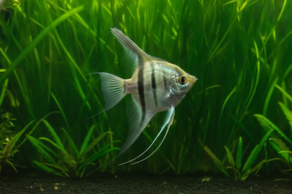 Poisson scalaire adulte de profil dans un aquarium haut, voiles entièrement déployées