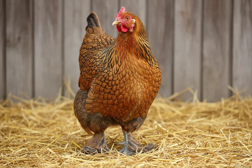 Poule brahma perdrix maillé doré de profil, plumage en écailles noires