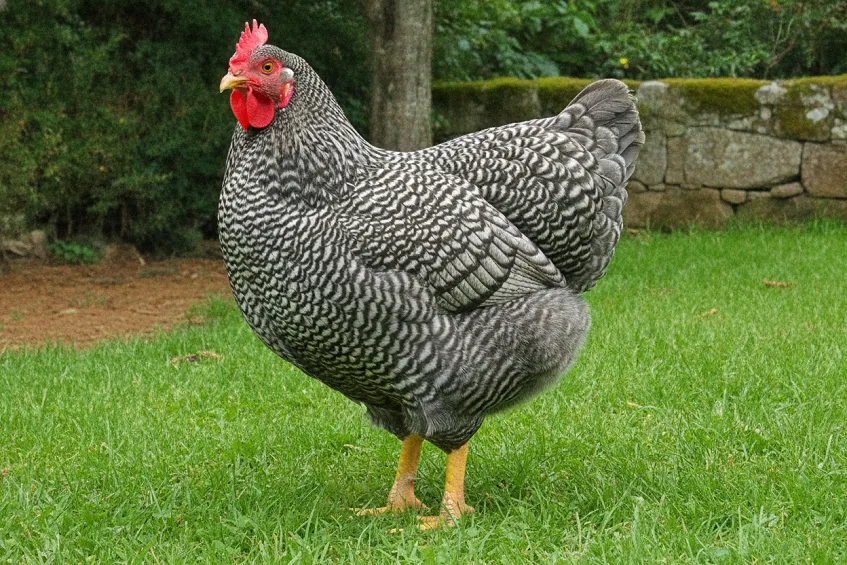 Poule coucou de Rennes au plumage gris barré de blanc, debout sur l'herbe d'un parcours
