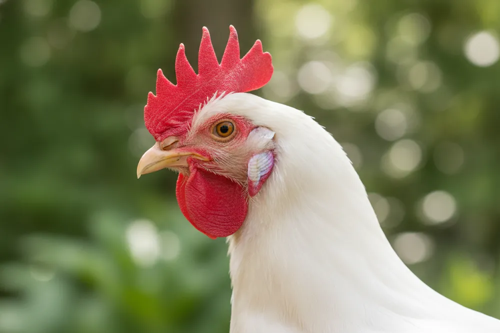 Poule leghorn blanche de profil, grande crête simple retombant sur le côté