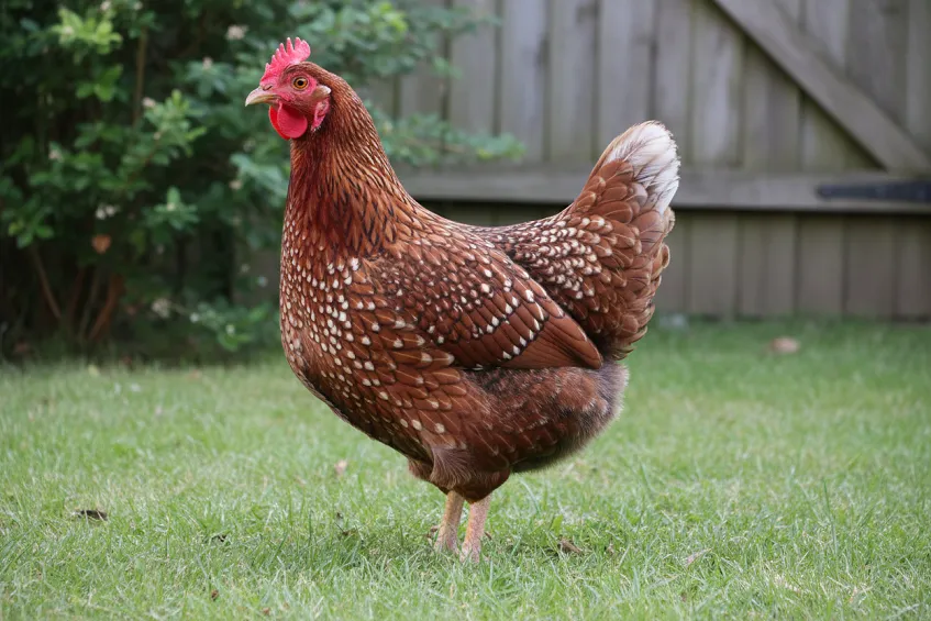 Poule sussex tricolore de profil dans l'herbe, plumage moucheté de blanc
