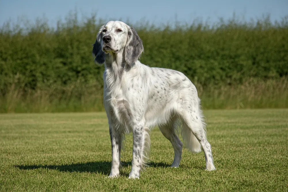 Setter anglais adulte debout, robe blue belton mouchetée de noir