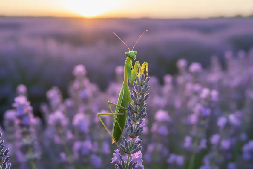 Mante religieuse verte perchée sur un épi de lavande, pattes avant repliées, dans un champ de Provence.