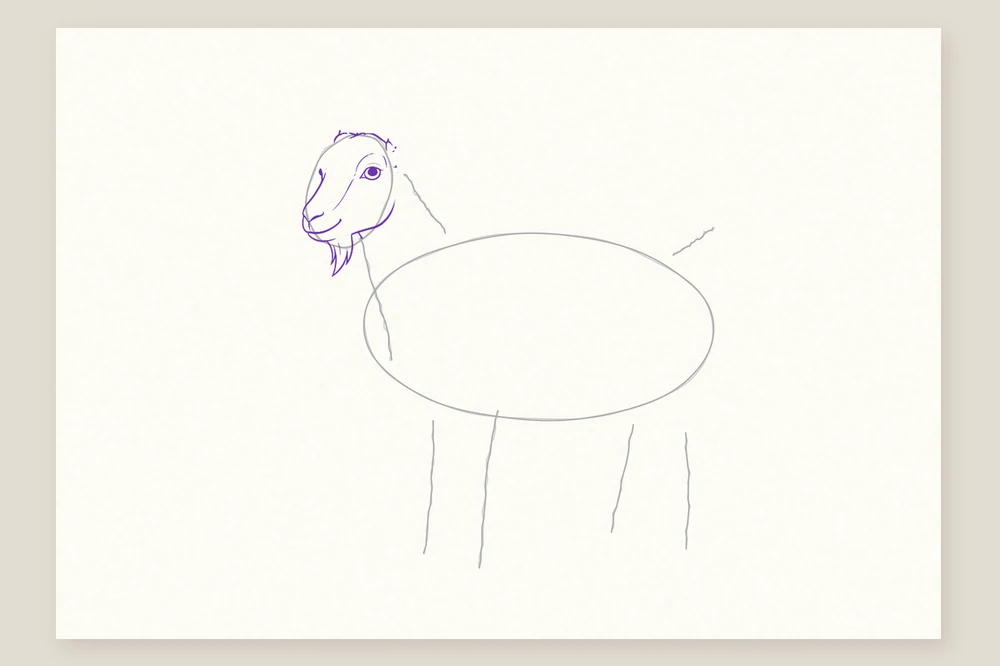 Dessin chèvre étape 2 : la tête, le museau allongé, l’œil et la barbiche