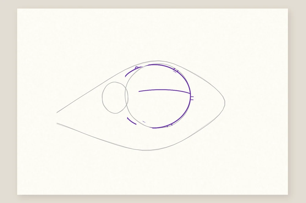 Dessin coccinelle étape 2 : le contour du corps et la ligne qui sépare les deux élytres