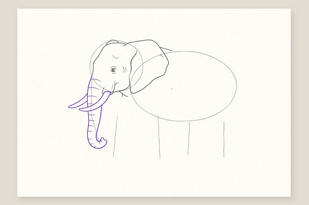 Dessin éléphant étape 3 : la trompe avec ses plis et les deux défenses courbes