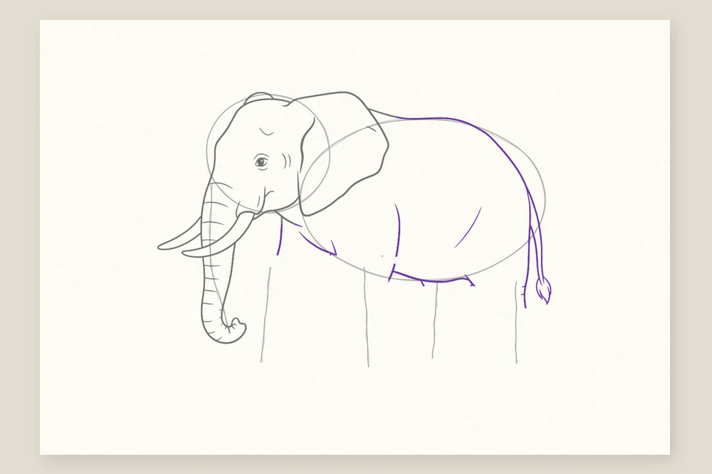 Dessin éléphant étape 4 : le dos arrondi, le ventre et la queue à touffe