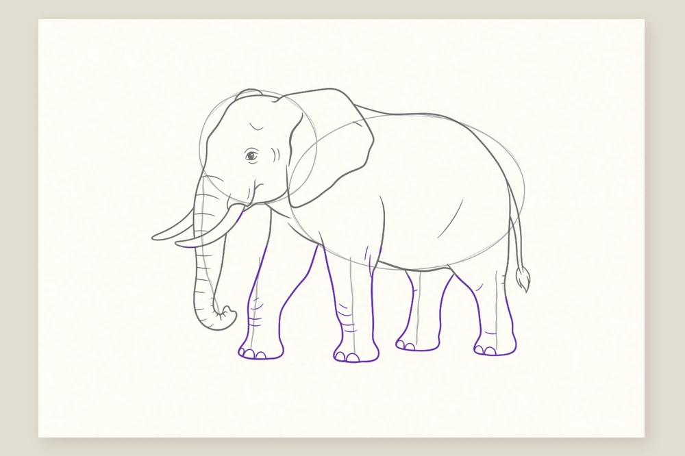 Dessin éléphant étape 5 : quatre pattes en colonne avec leurs ongles