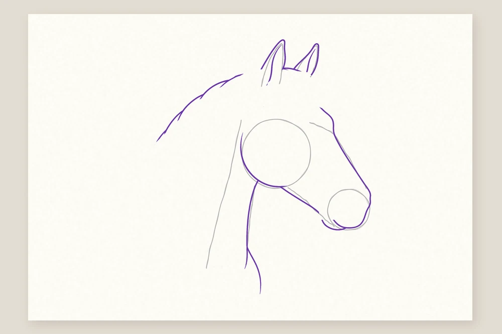 Dessin tête de cheval étape 4 : le contour de la tête tracé sur les repères