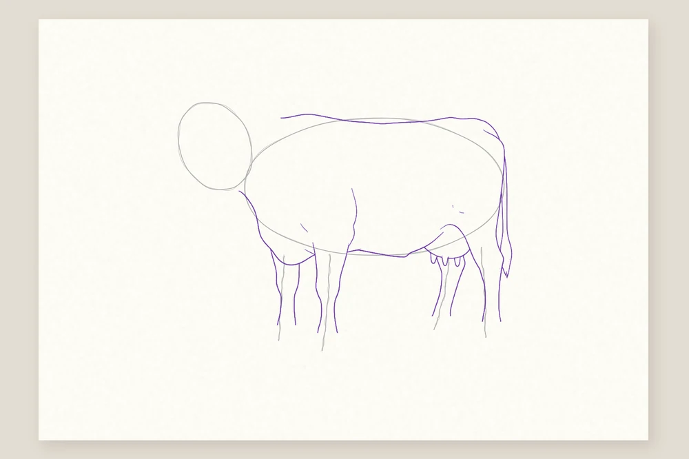 Dessin vache étape 3 : le contour du dos, du ventre, des pattes, la queue et le pis