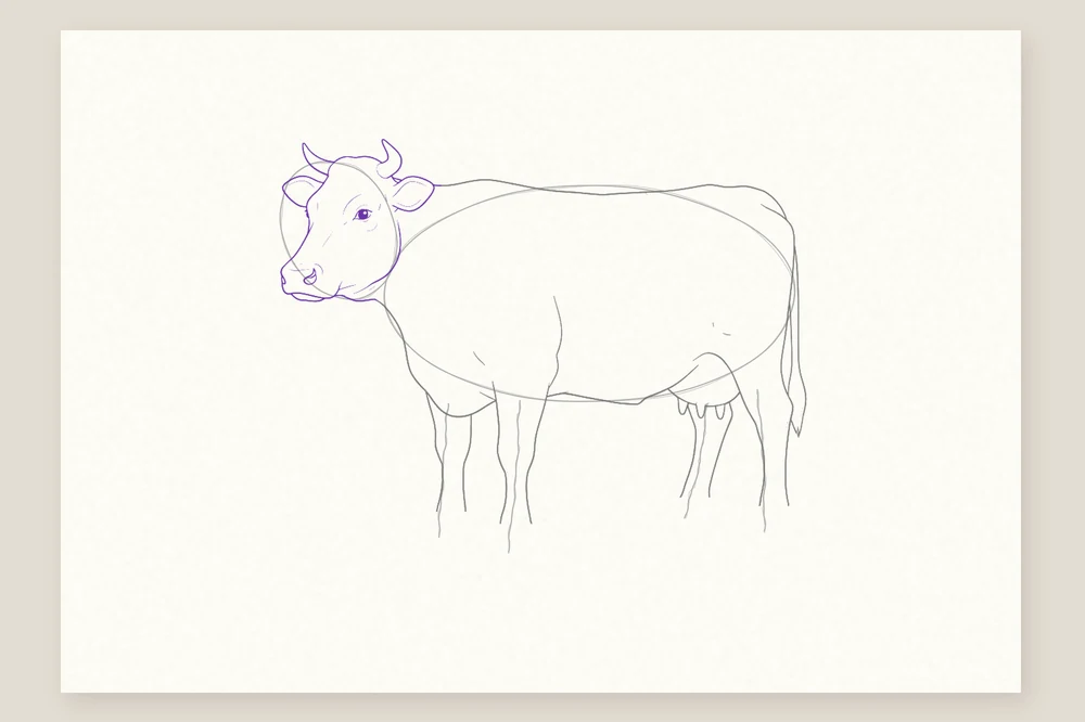 Dessin vache étape 4 : la tête, les cornes, les oreilles à l'horizontale, l'œil et le mufle