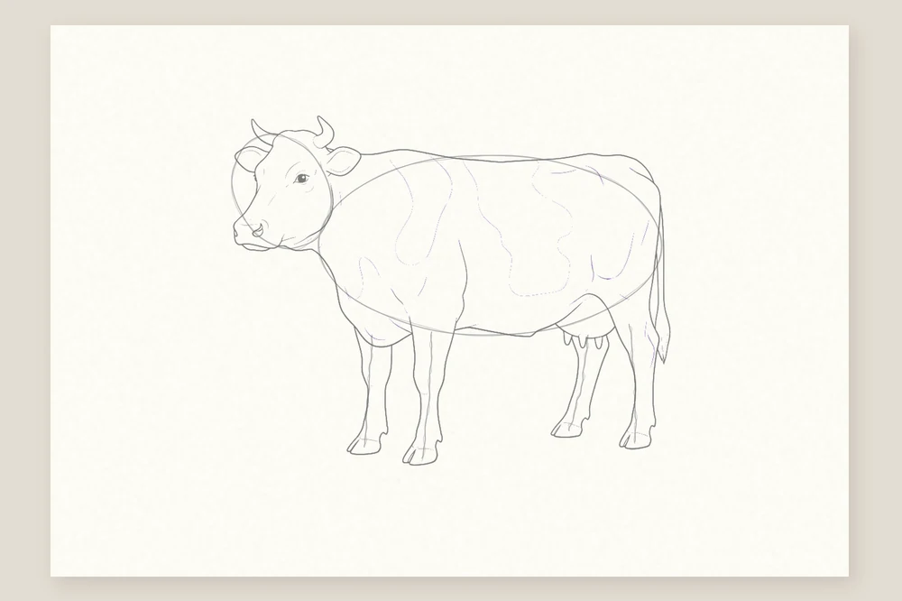 Dessin vache étape 6 : de grandes taches irrégulières sur le dos et quelques plis