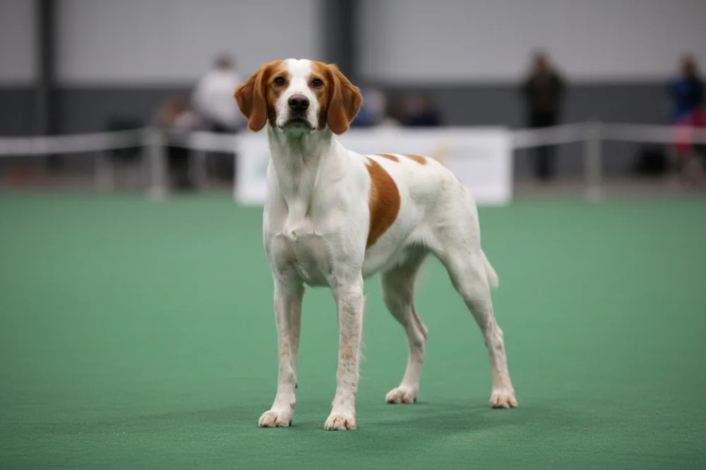 Exposition canine Colmar 2027 : un épagneul breton sur le ring, dans un hall sans cages