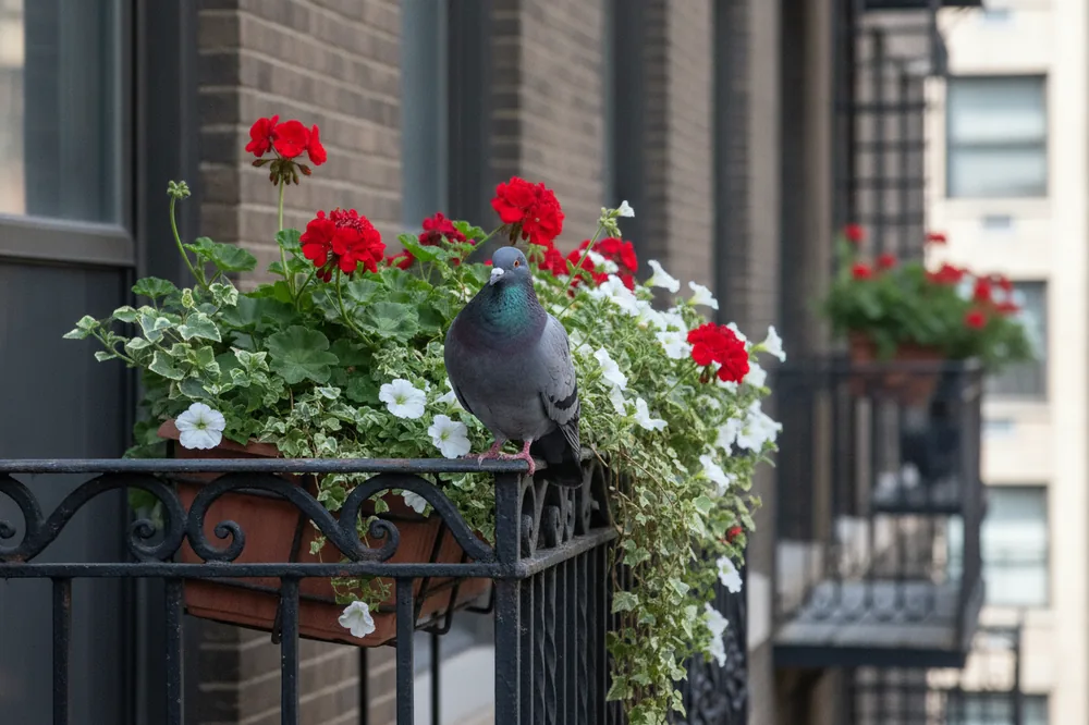 Faire fuir les pigeons : un pigeon posé sur la rambarde d'un balcon fleuri en ville