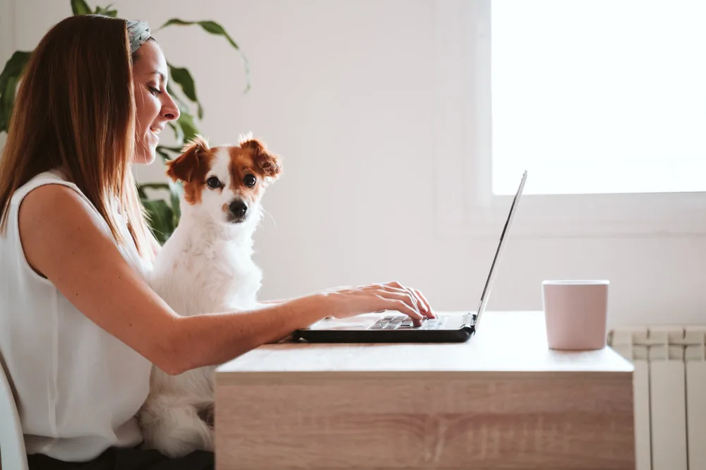 Pet-sitter qui calcule ses tarifs sur un ordinateur portable, son petit chien blanc et roux sur les genoux, outils du kit pour se lancer comme pro animalier